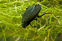 Great Silver Water / Diving Beetle (Hydrophilus piceus) male. Sussex, UK, March.