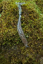 Slug (Gastropoda) and slime trail over moss. Umbria, Italy, April.