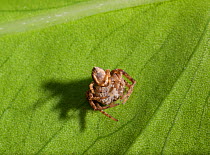Running / House Crab Spider (Philodromus dispar) female, feigning death. Sussex, UK, December.