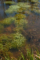 Starwort (Callitriche) on pond surface. Sussex, UK, April.