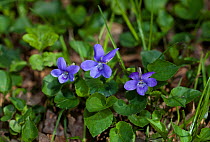 Violets (Viola riviniana) in flower. Sussex, UK, April.