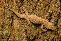 Mediterrranean Gecko (Hemidactylus turcicus) showing a regenerated tail. Old World native introduced to New Orleans in the 1940's by stowing-away on trade ships. Louisana, USA, April.
