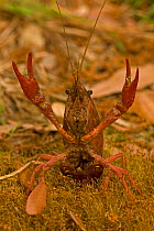 Red Louisiana Swamp Crawfish / Crayfish (Procambarus clarkii) with its claws up in a defensive display. Important commercial food item, native to Southeastern US. Louisiana, USA, April.