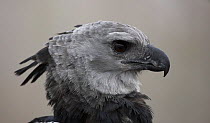 Portrait of a Harpy Eagle (Harpia harpyja) - captive. Endemic to South American tropical zones. Endangered species.