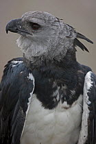 Portrait of a Harpy Eagle (Harpia harpyja) - captive. Endemic to South American tropical zones. Endangered species.