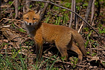 Portrait of a Red Fox (Vulpes vulpes) cub. New York, USA, May.