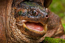 Head portrait of a male Snapping Turtle (Chelydra serpentina), found from Eastern USA to the Rocky Mountains. New York, USA, May.