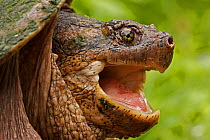 Head profile portrait of a male Snapping Turtle (Chelydra serpentina) with mouth open. Found from Eastern USA to the Rocky Mountains. New York, USA, May.