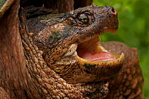 Portrait of a male Snapping Turtle (Chelydra serpentina) with mouth open. Found from Eastern USA to the Rocky Mountains. New York, USA, May.
