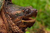Portrait of a male Snapping Turtle (Chelydra serpentina), found from Eastern USA to the Rocky Mountains. New York, USA, May.