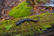 Spotted Salamander (Ambystoma maculatum) on a mossy log near ponds where they breed in spring. New York, USA, April.