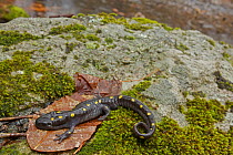 Spotted Salamander (Ambystoma maculatum) near ponds where they breed in spring. New York, USA, April.