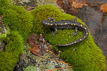 Spotted Salamander (Ambystoma maculatum) on moss near ponds where they breed in spring. New York, USA, April.