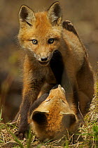 Two Red Fox (Vulpes vulpes) cubs playing.  New York, USA, May.