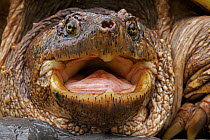 Portrait of a male Snapping Turtle (Chelydra serpentina) New York, USA, May.