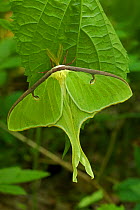 Luna Moth (Arctias luna) newly emerged adult on a leaf, showing leaf mimicry. New York, USA, June.