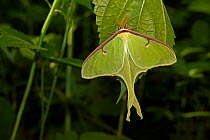 Luna Moth (Arctias luna) newly emerged adult on a leaf, showing leaf mimicry. New York, USA, June.
