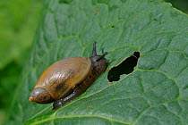 European Amber Snail (Succinea putris) on  Dock leaf. Wiltshire, UK, April.