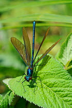 Male Beautiful Demoiselle Damselfly (Calopteryx virgo) fanning its wings in a courtship display while standing on a riverside leaf. Wiltshire, UK, June.
