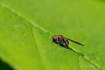 Big-headed fly (Eudorylas sp.) a parasite of teeehoppers, sunbasking on a leaf. Wiltshire garden, UK, May.