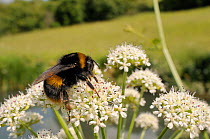Buff-tailed Bumblebee (Bombus lucorum) foraging on Wild Angelica (Angelica sylvestris) flowering on river bank. Wiltshire, UK, June.