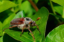 Common Cockchafer / May bug (Melolontha melolontha) with antennae raised preparing to take off from Honeysuckle leaf. Wiltshire garden, UK, May.