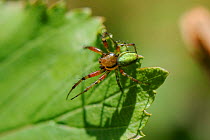 Female Cucumber Green Spider (Araniella cucurbitina) on a leaf tip. Wiltshire garden, UK, May.