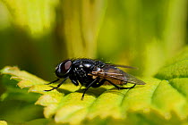 Male Face fly / Autumn House Fly (Musca autumnalis), sunbasking on a leaf. Wiltshire garden, UK, March.