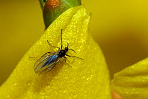 Female Fungus Gnat (Cecidomyiidae: Micromyinae) with metallic blue abdomen standing on a yellow Forsythia petal. Wiltshire garden, UK, March.