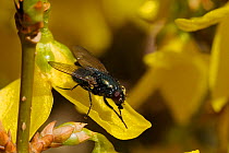 Single male of an overwintering species of Greenbottle (Eudasyphora cyanella) sunbasking in early spring sunshine on Forsythia flower. Wiltshire garden, UK, March.