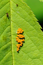 Eggs of Harlequin / Multicoloured Asian ladybird (Harmonia axyridis) on Rose leaf near some dead Rose aphids (Macrosiphon rosae) a prey species. Wiltshire garden, UK, May.