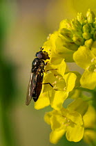 Hoverfly (Platycheirus albimanus) feeding on Yellow rocket (Barbarea vulgaris) flowers. Wiltshire, UK, April.