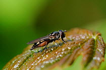 Hoverfly (Platycheirus albimanus) feeding on sugary secretions from aphids on a leaf surface. Wiltshire garden, UK, May.