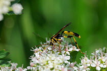 A large black and yellow Ichneumon Wasp (Amblyteles armatorius), a parasitoid of noctuid moth caterpillars, feeding on Wild Angelica (Angelica sylvestris) flowers. Wiltshire river bank, UK, June.