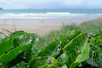 Colony of invasive Sandhill / Mediterranean Coastal Snails (Theba pisana) feeding on wild Horseradish leaves (Armoracia rusticana) with coast in background. Polzeath, North Cornwall, UK, April.