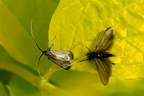 Male Green fairy longhorn moth (Adela viridella / Adela reaumurella) courts female, vibrating his long antennae as he approaches her on Mock orange leaf (Philadelphus coronarius 'Aureus'). Wiltshire g...