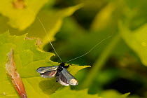 Male Green Fairy Longhorn Moth (Adela viridella / Adela reaumurella) with long antennae and iridescent wings spread in display posture on Mock orange leaf (Philadelphus coronarius 'Aureus'). Wiltshire...