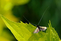 Male Green Fairy Longhorn Moth (Adela viridella / Adela reaumurella) with long antennae and iridescent wings spread in display posture on Mock orange leaf (Philadelphus coronarius 'Aureus'), Wiltshire...
