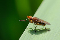 Marsh fly / Snail Killing fly (Tetanocera sp.) standing on Reed grooming front legs. Wiltshire river bank, UK, May.