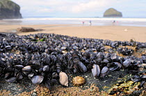 Common Mussels (Mytilus edulis) Dog Whelk (Nucella lapillus), Common limpet (Patella vulgata) and Montagu's stellate barnacles (Chthamalus montagui) exposed at low tide on rocks fringing a sandy beach...