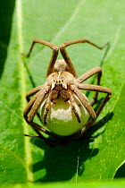 Female Nursery Web Spider (Pisaura mirabilis) holding her egg sac in sunshine to speed egg development. Wiltshire garden, UK, May.