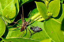 Female Nursery Web Spider (Pisaura mirabilis) with Flesh fly (Sarcophaga sp.) prey it has wrapped in silk on Honeysuckle leaves. Wiltshire garden, UK, May.