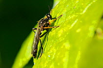 Common Red-legged Robber Fly (Dioctria rufipes) sun basking on a leaf. Wiltshire garden, UK, May.