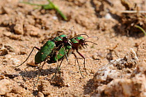 Green Tiger Beetle (Cicindela campestris) male guarding female after mating by gripping her with his mandibles. Sandy cliffs, Cornwall, UK, April.
