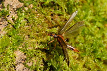 Thick legged flower beetle (Oedemera femoralis) taking off from moss covered treestump. Wiltshire, UK, March.