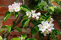 Apple Blossom (Malus sylvestris) 'Braddicks Nonpareil' variety. Norfolk, England, April.