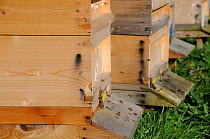 Bee (Apis mellifera) hives with bees active around hive entrance. Norfolk, UK, March.
