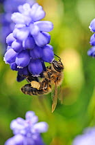 Honey Bee (Apis mellifera) foraging on Grape Hyacinth (Muscari armeniacum) showing pollen sac. UK, April.