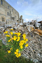Naturalised Wallflowers (Erysimum) growing on ancient ruins, Norfolk, England, April 2011.