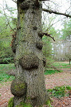 English / Pendunculate Oak (Quercus robur) trunk showing swollen burr growths. Norfolk, England, April.